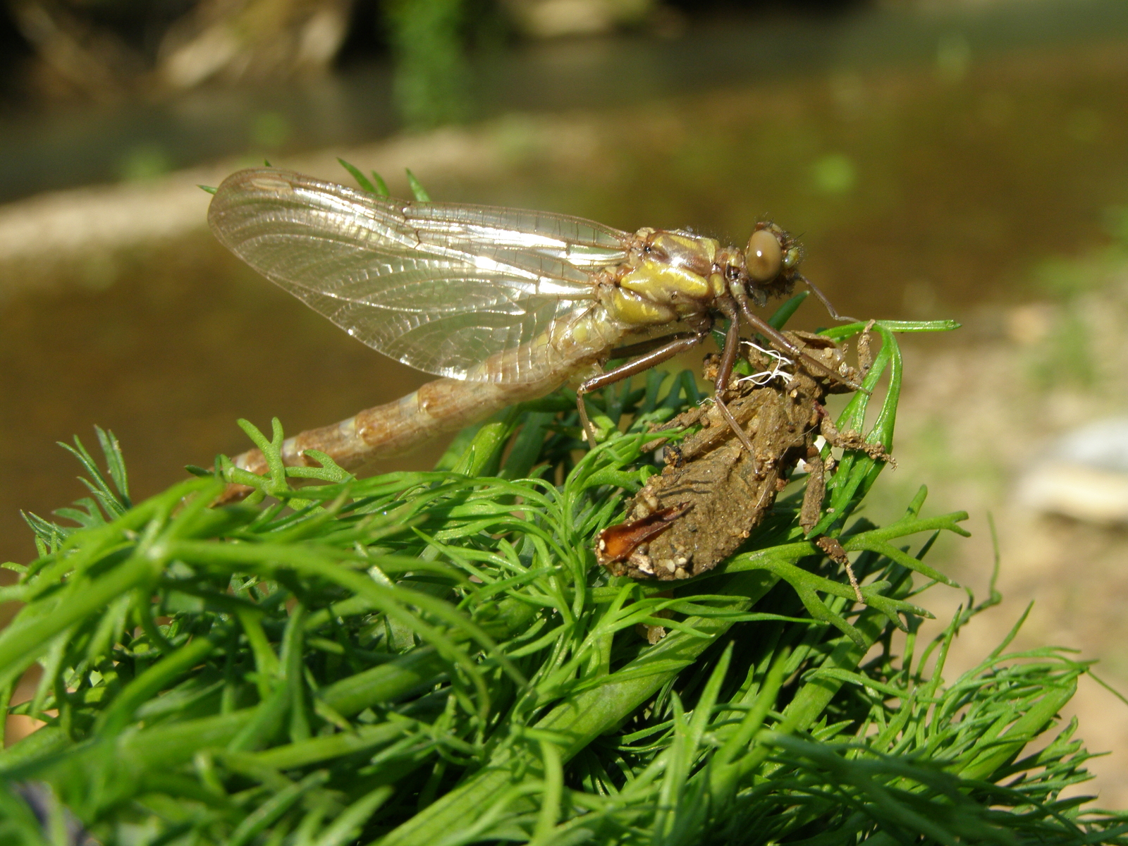 Death of a cricket - My, Nature, Primorsky Krai