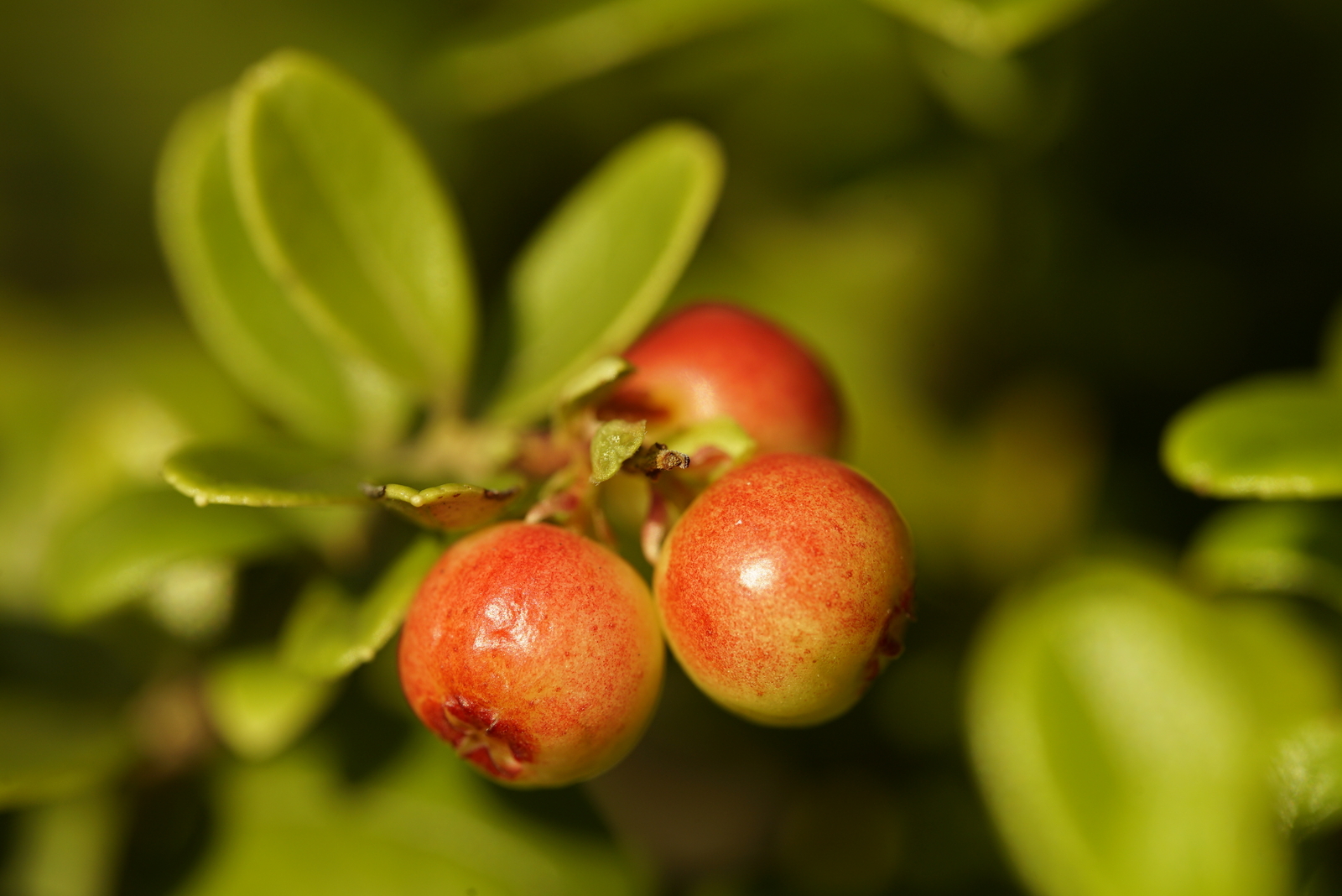 cowberry - My, Cowberry, Berries, Leaves, Macro, , Macro photography