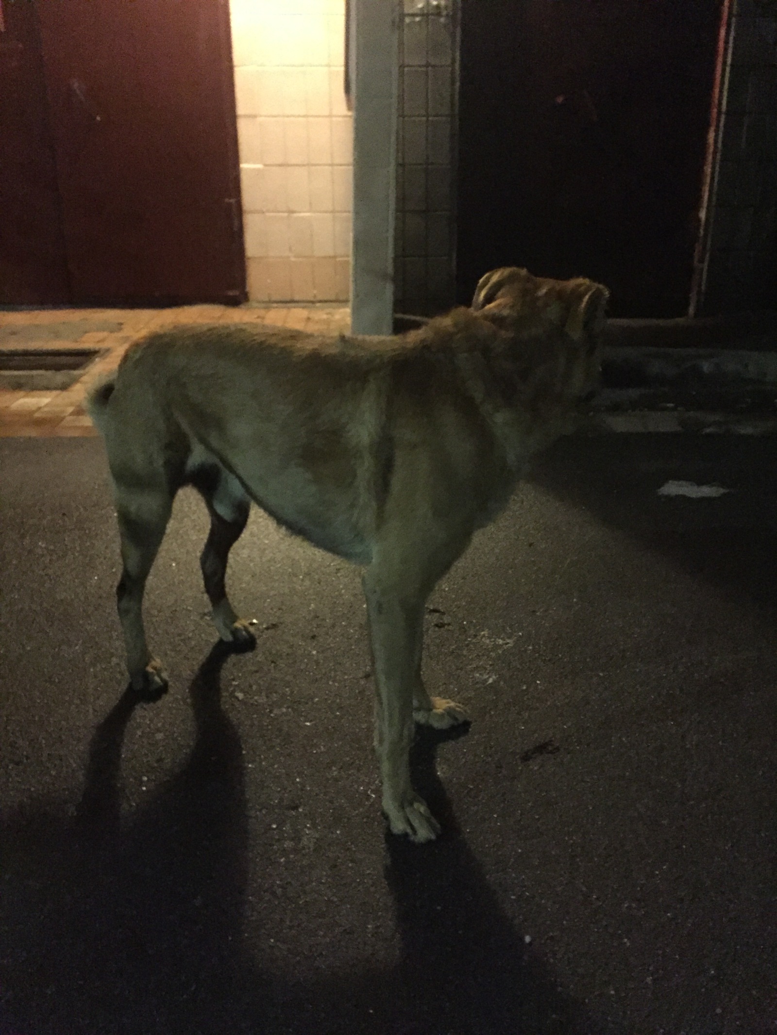 Found a dog (Moscow, Schukinskaya) - Found a dog, Dog, The dog is missing, Moscow, Longpost