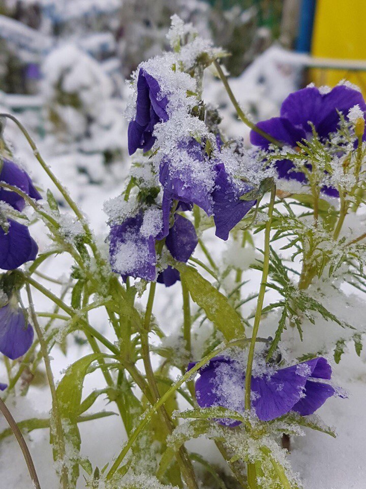 In Yakutia, in the village of Udachny, the first snow fell - The photo, Images, Yakutia, Snow, Summer, August, Suddenly, Longpost