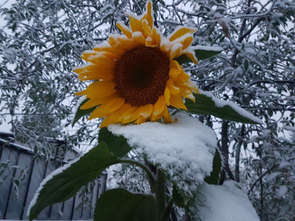 In Yakutia, in the village of Udachny, the first snow fell - The photo, Images, Yakutia, Snow, Summer, August, Suddenly, Longpost