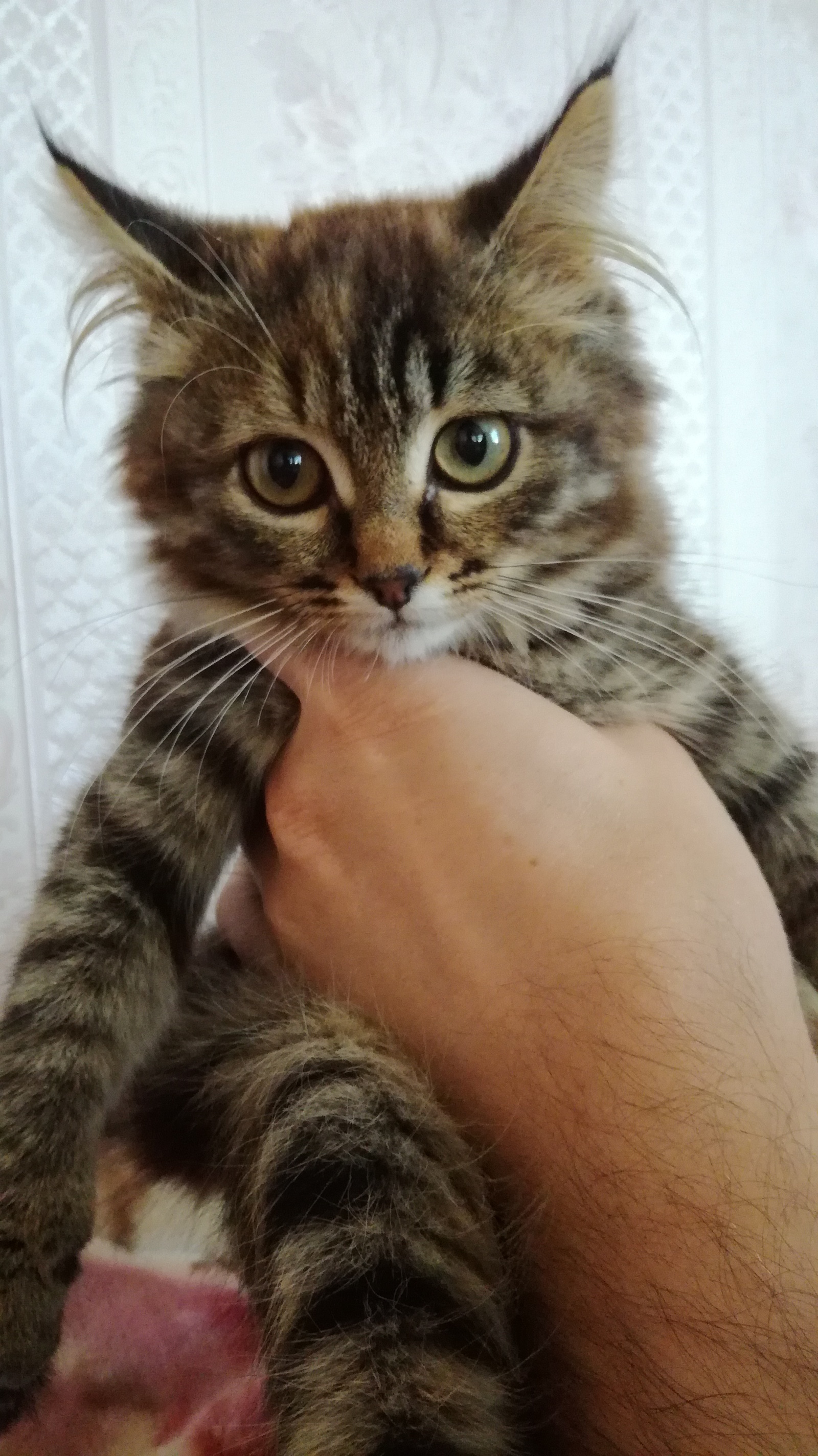 Как думаете сибирская кошка или дворняжка? | Пикабу