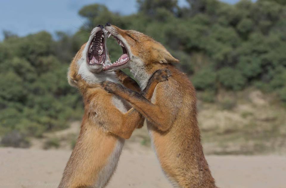 Let's yell at each other, and the females will think that we are fighting. - Fox, Animals, The photo