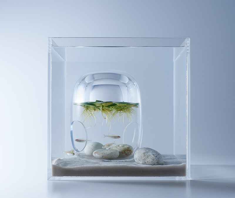 Misawa design - Aquarium, Aquarium, Aquascape, 