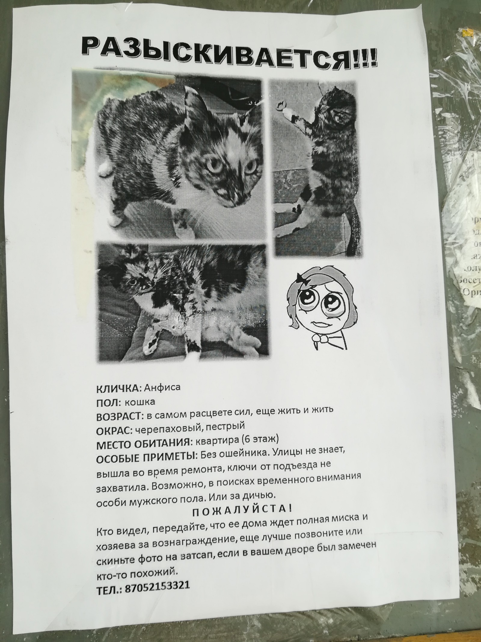 WANTED) - My, Announcement, Search, cat