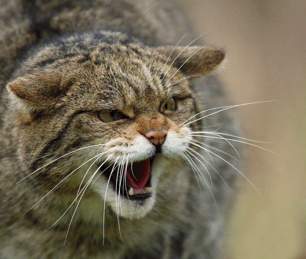 Кот дикий или лесной, European Wildcat Латинское название: Felis silvestris  Schreber. | Пикабу