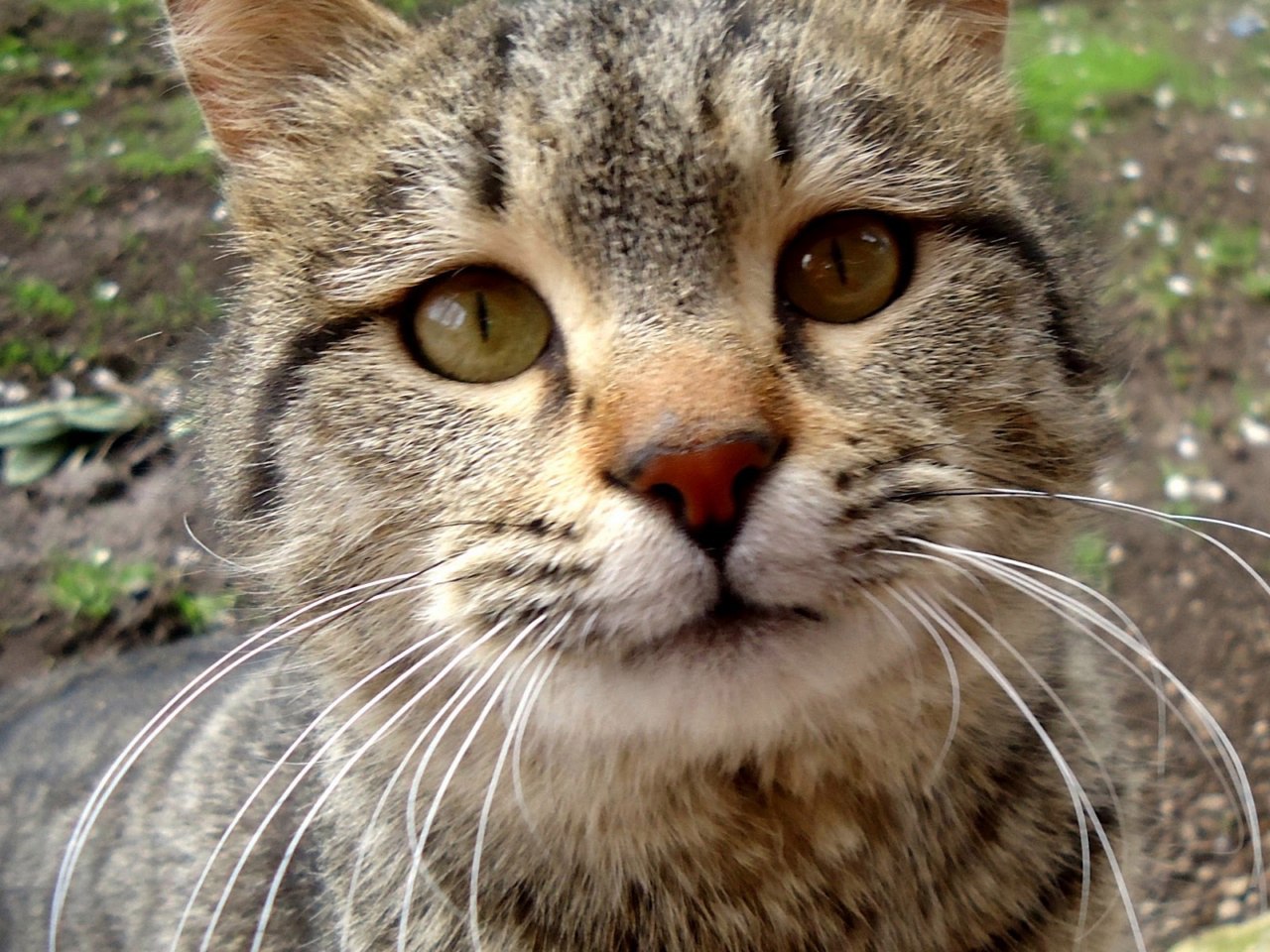 Кот дикий или лесной, European Wildcat Латинское название: Felis silvestris Schreber. - Кот, Обитание, Повадки, Длиннопост