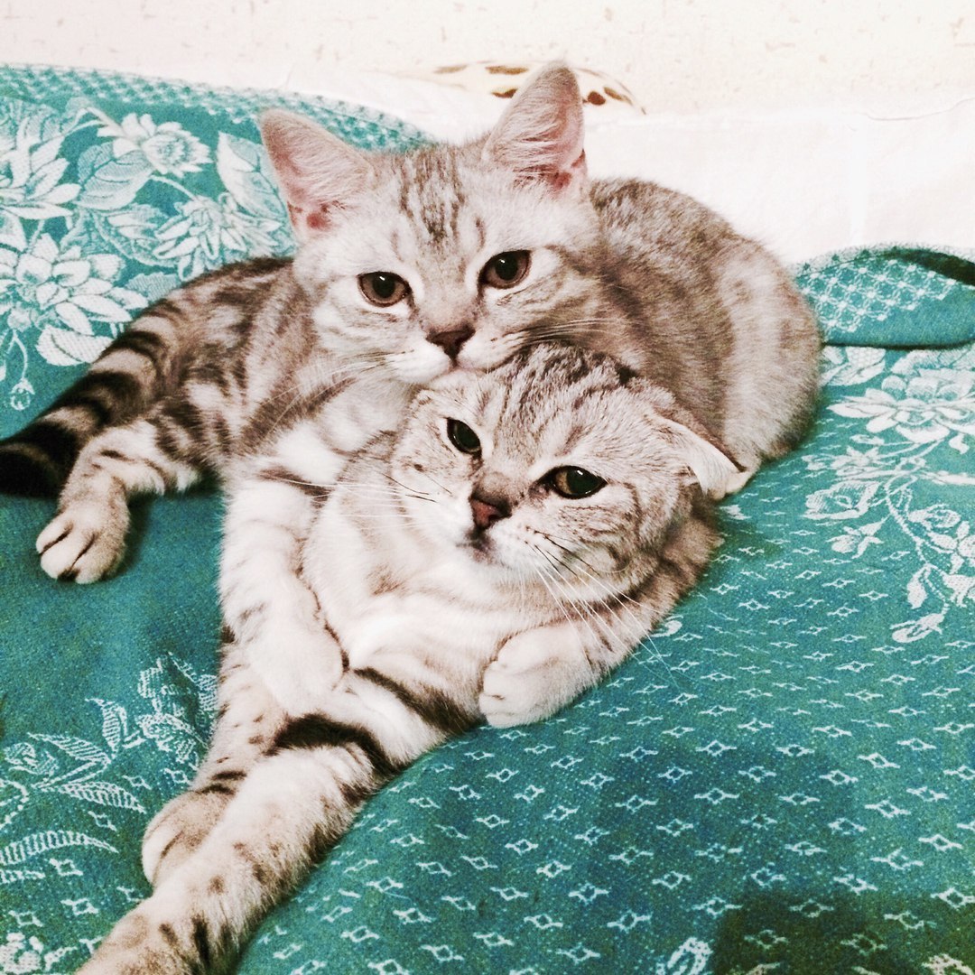 Sweet couple - cat, Family, Images