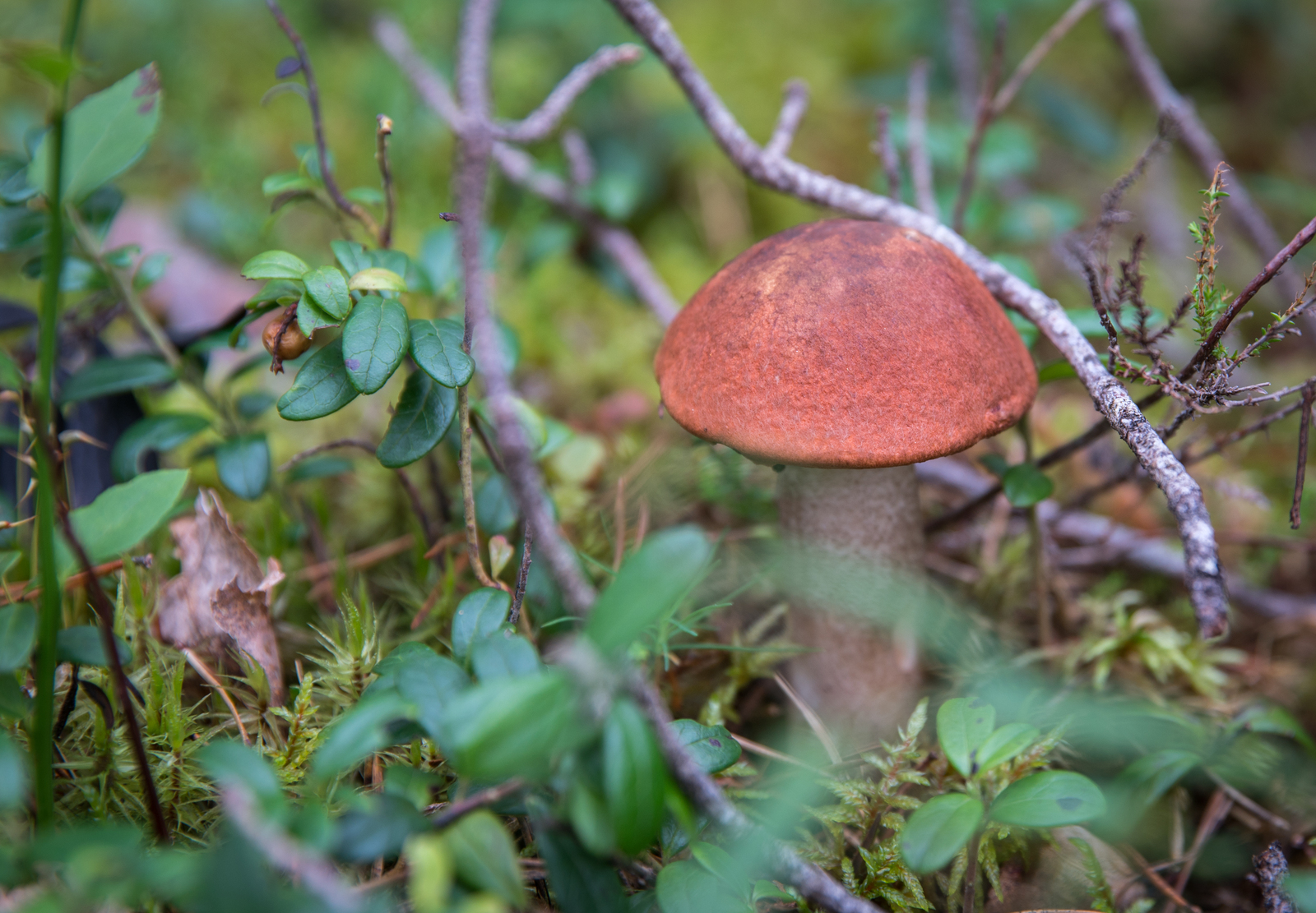 Mushroom photo hunting №44 - My, Mushrooms, Photo hunting, Boletus, Porcini, , 24-70, Longpost