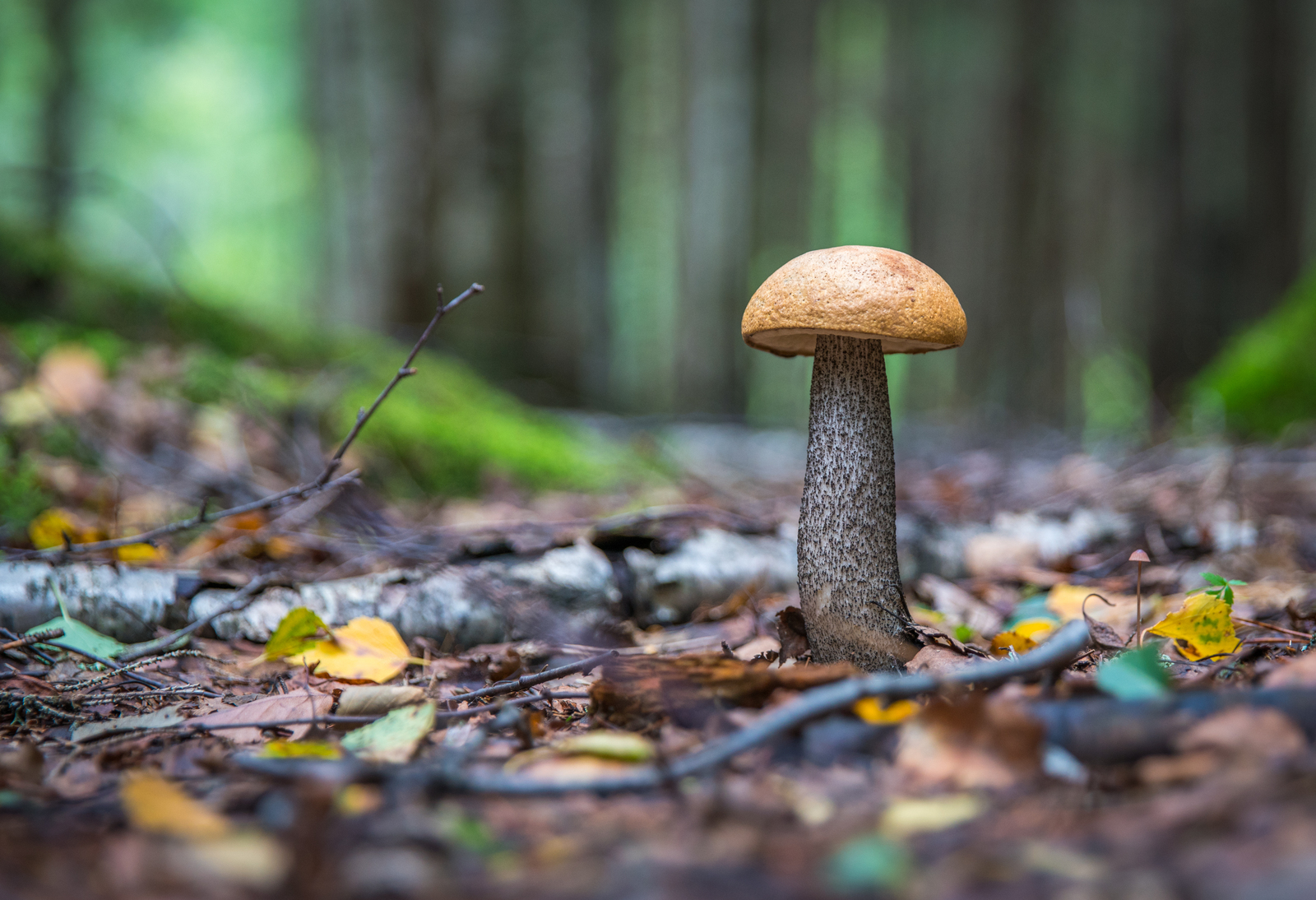 Mushroom photo hunting №44 - My, Mushrooms, Photo hunting, Boletus, Porcini, , 24-70, Longpost