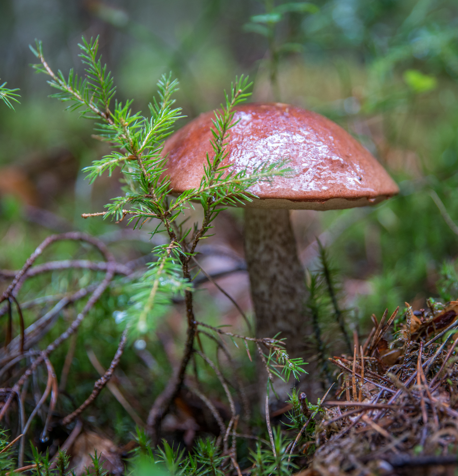 Mushroom photo hunting №44 - My, Mushrooms, Photo hunting, Boletus, Porcini, , 24-70, Longpost