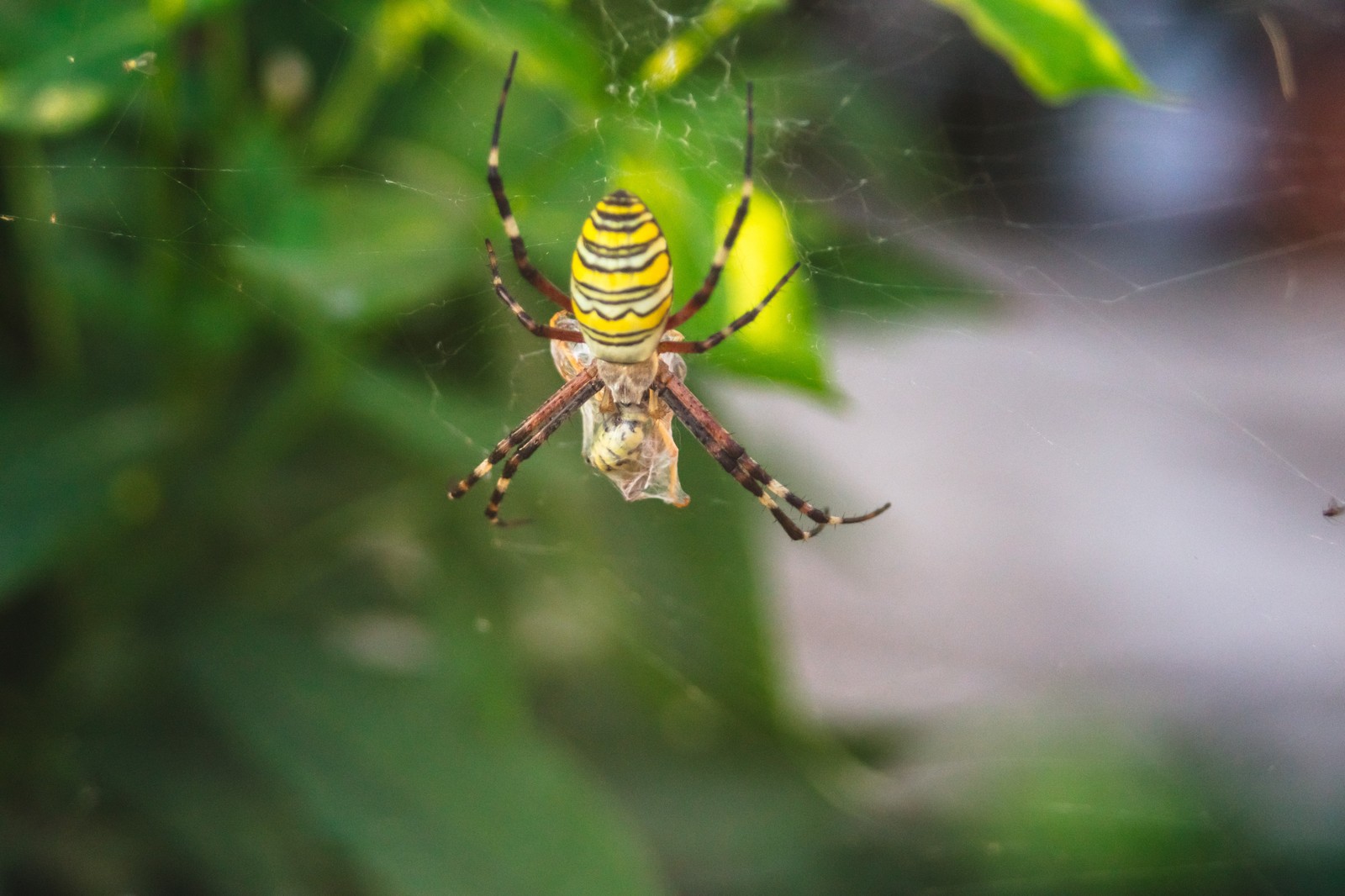 Last days of summer. - My, Macro, Spider, Zhuzhalka, Flowers, Rain, Longpost, Macro photography