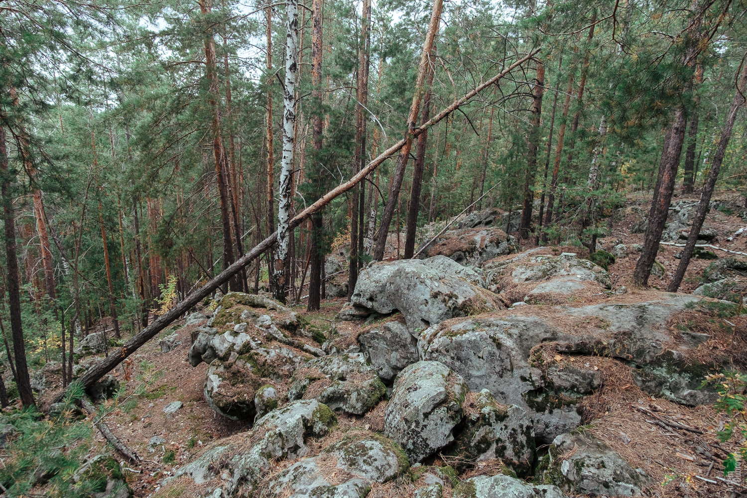 Рачейские скалы. - Моё, Самара, Трекинг, Путешествие по России, Лес, Скалы, Фотография, Пейзаж, Длиннопост