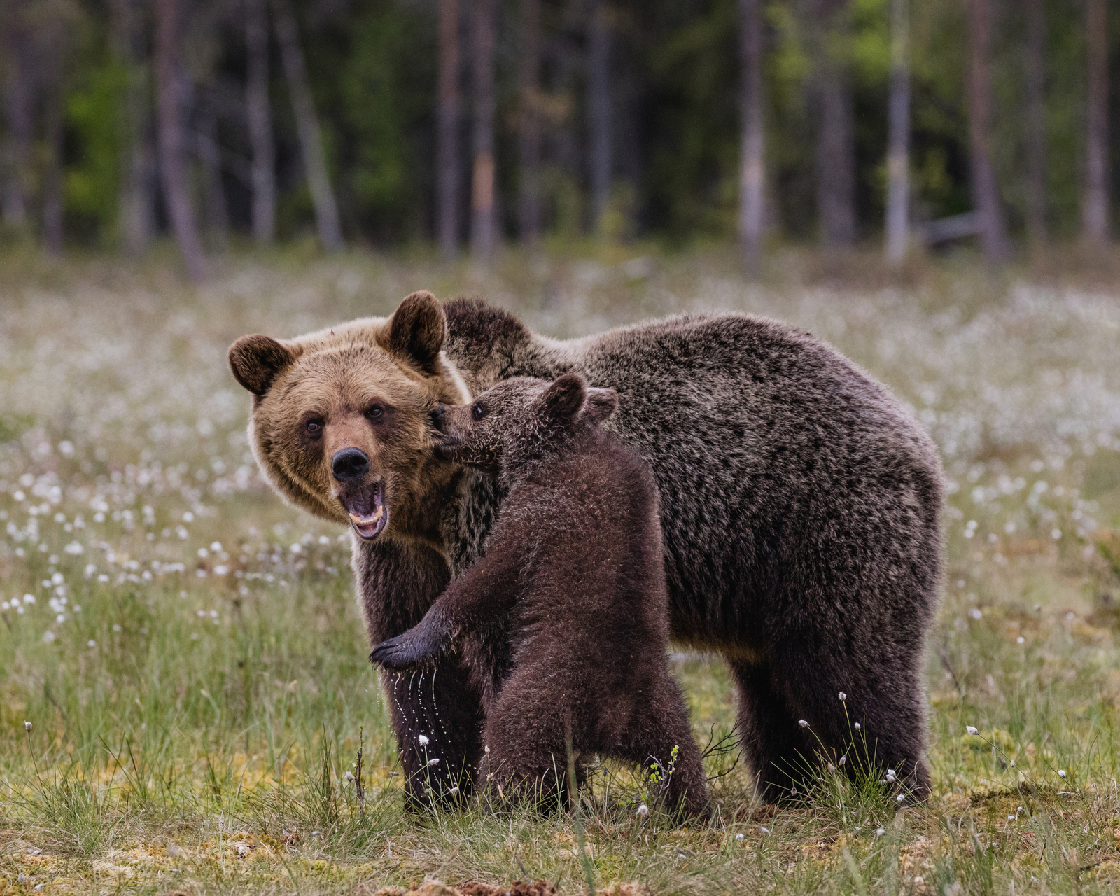 forest life - Bear, Forest, Not mine, Longpost, The Bears