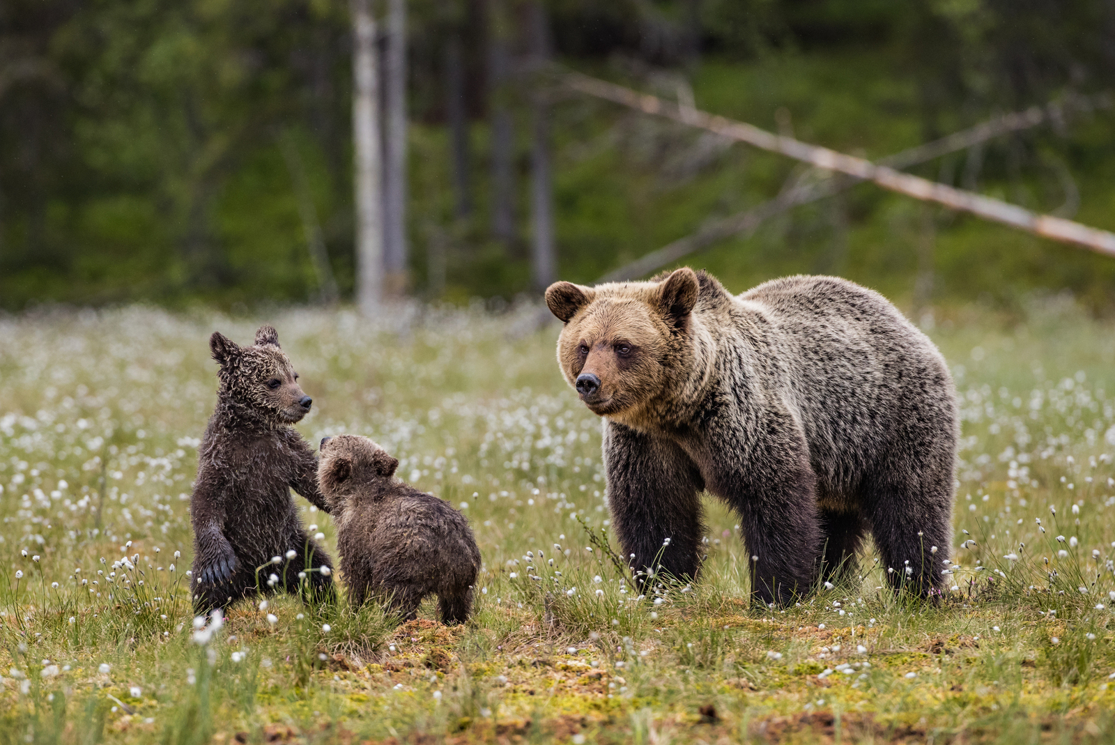 forest life - Bear, Forest, Not mine, Longpost, The Bears