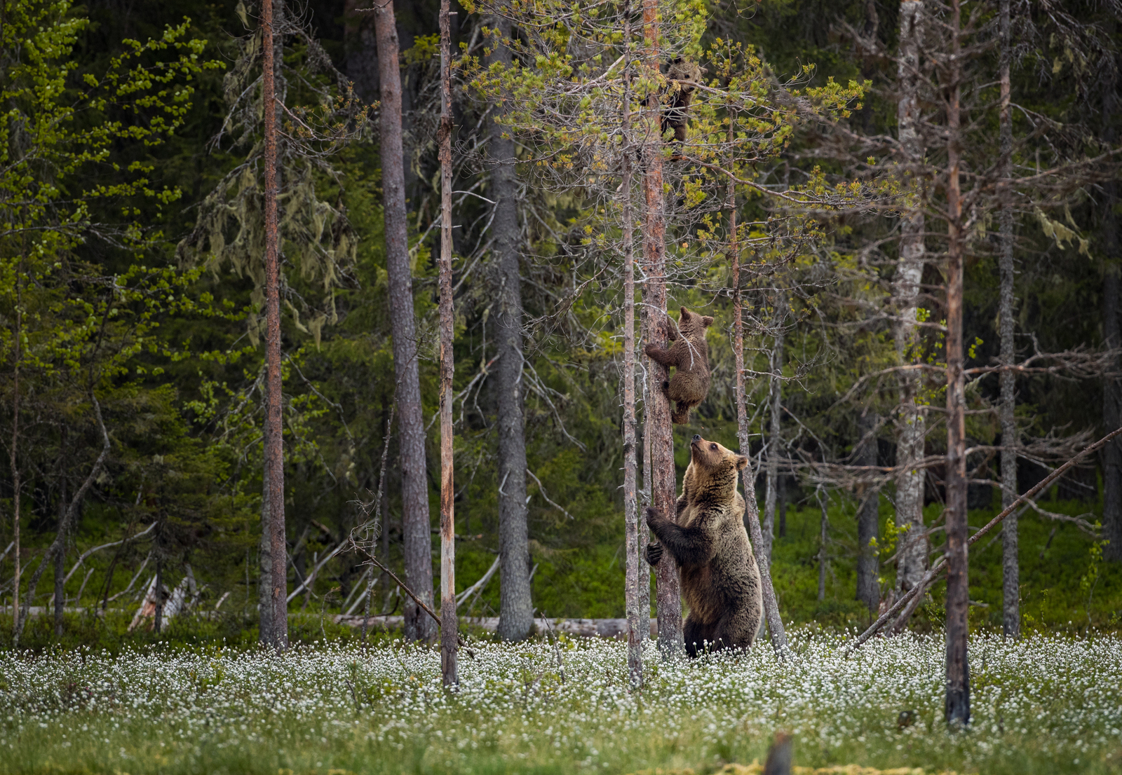 forest life - Bear, Forest, Not mine, Longpost, The Bears