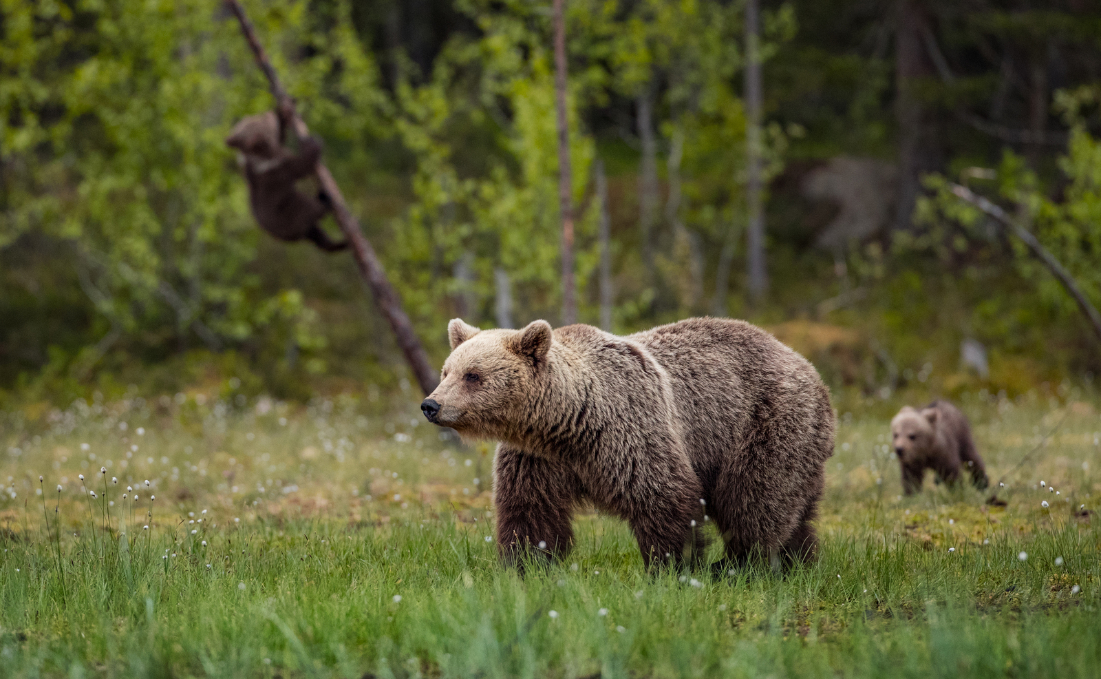 forest life - Bear, Forest, Not mine, Longpost, The Bears