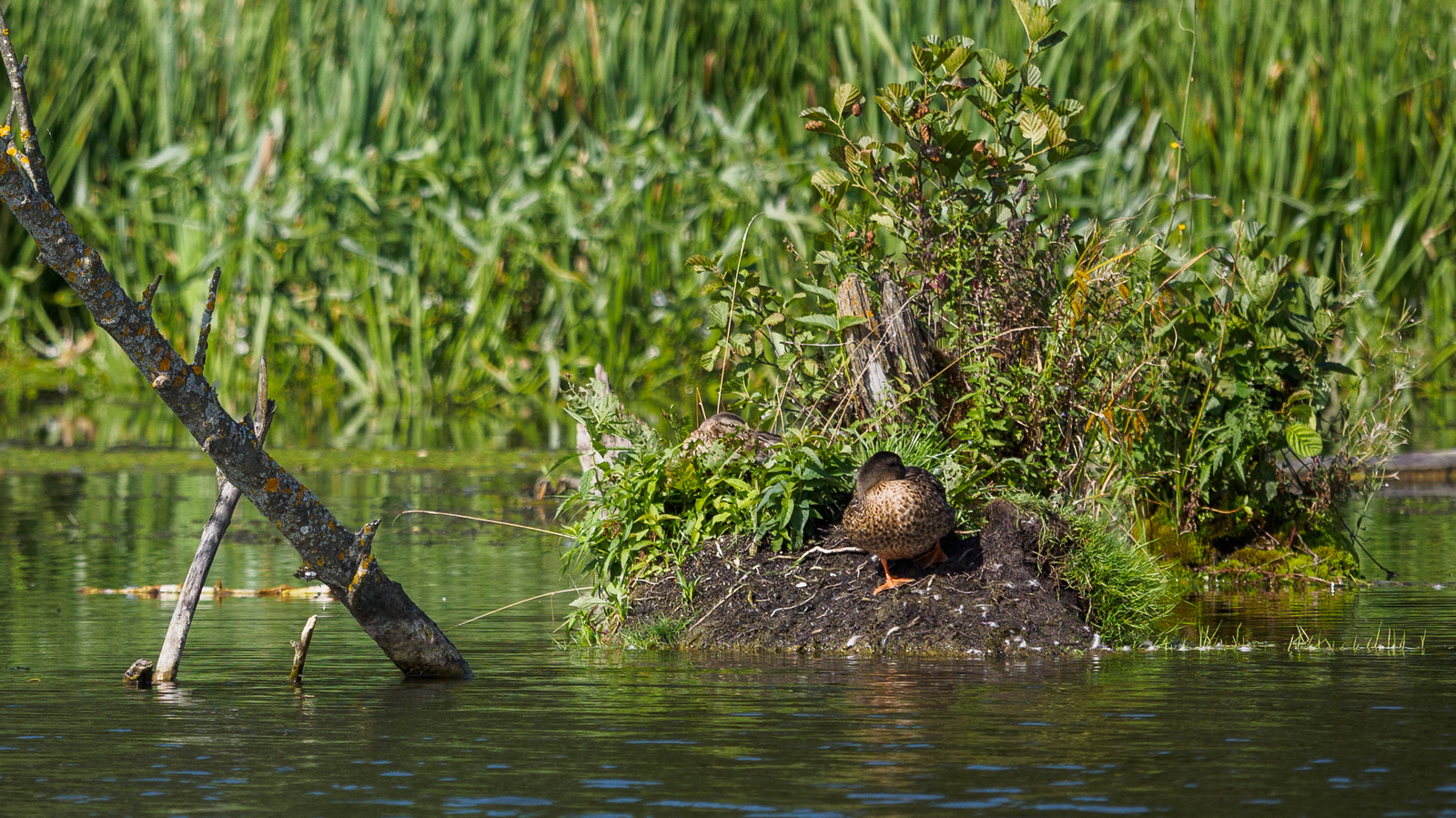 mallard ducks - My, Photo hunting, Duck, Mallard duck, River, , Kaluga, Kaluga region, Birds, Longpost