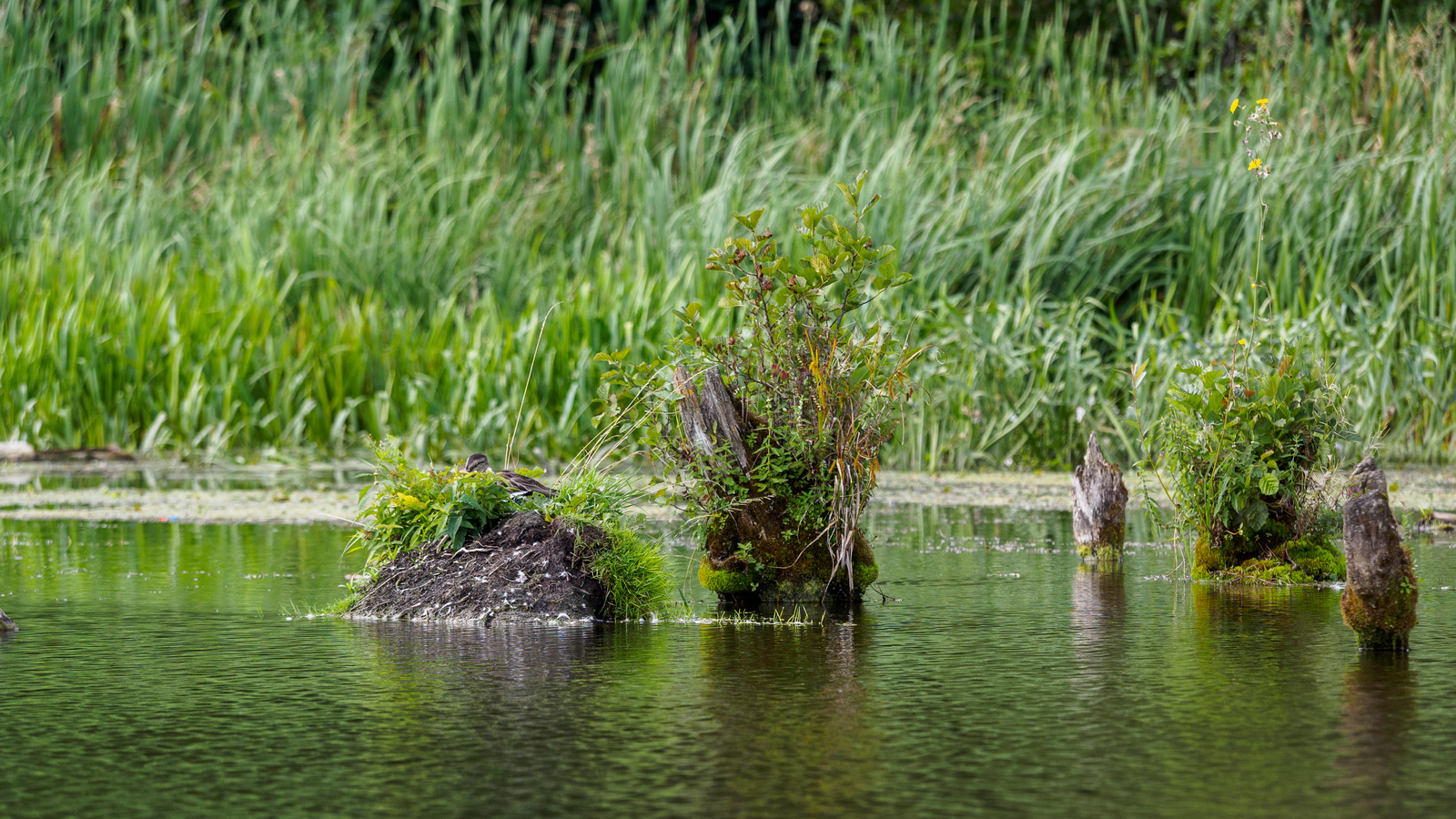 mallard ducks - My, Photo hunting, Duck, Mallard duck, River, , Kaluga, Kaluga region, Birds, Longpost