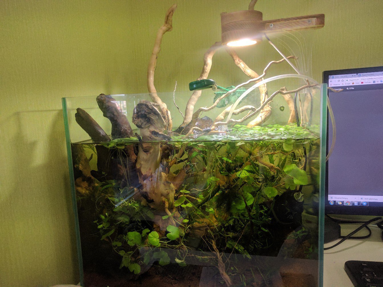 Nature aquarium is just part 3 (CO2 supply unit, other equipment) - My, Aquarium, Natural Aquarium, Aquascape, Longpost