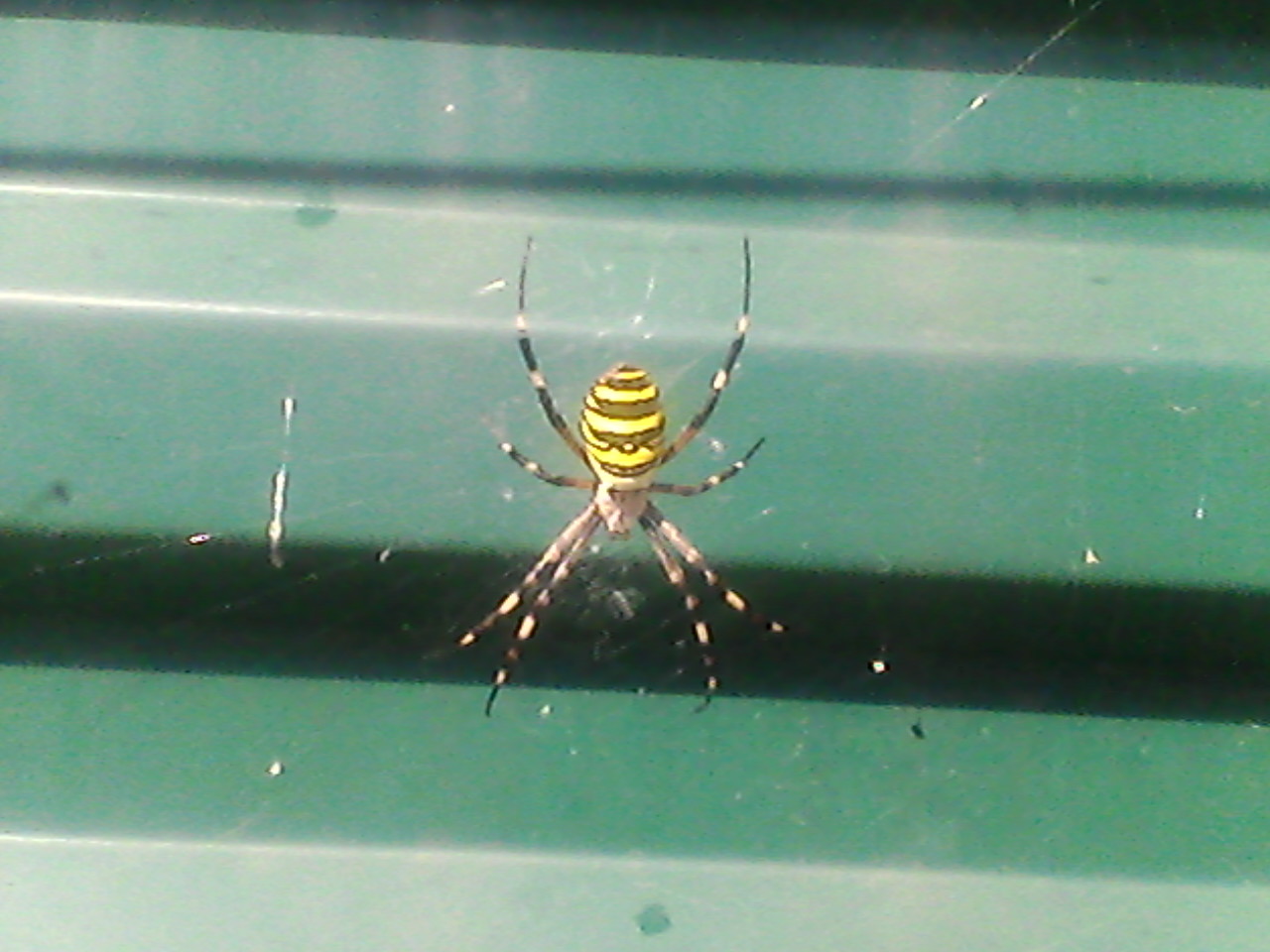 I don’t know how to buzz, but I weave nets. - My, Spider, , Arachnida