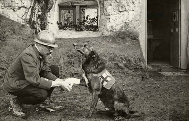 Dogs in the First World War. Part 1. - World War I, Story, Dog, Animals, Longpost