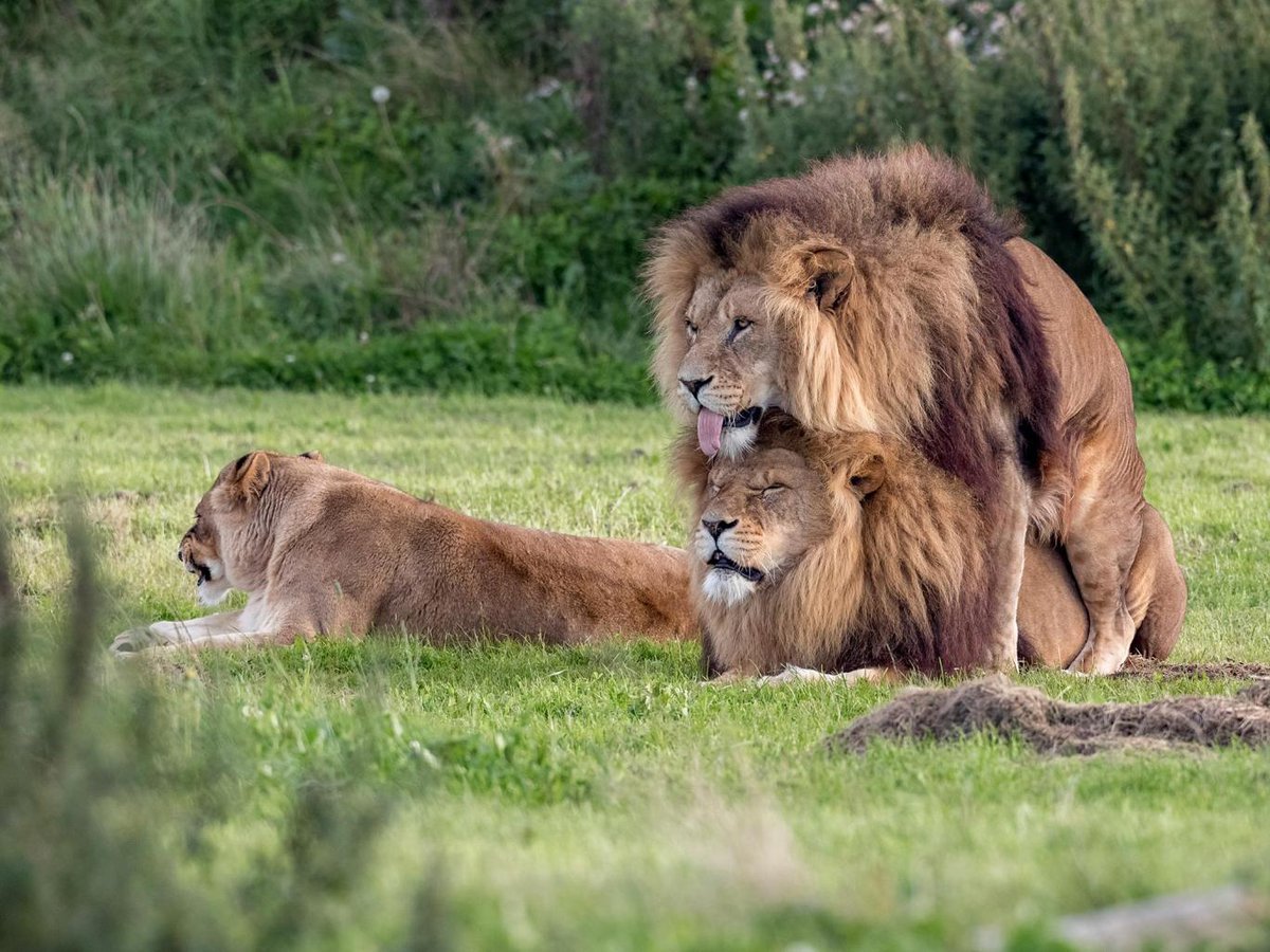 Йоркширский парк дикой и какой-то неправильной природы - NSFW, Гомосексуализм, Animal planet, Гей-Пропаганда, Гомосексуальность, Пропаганда