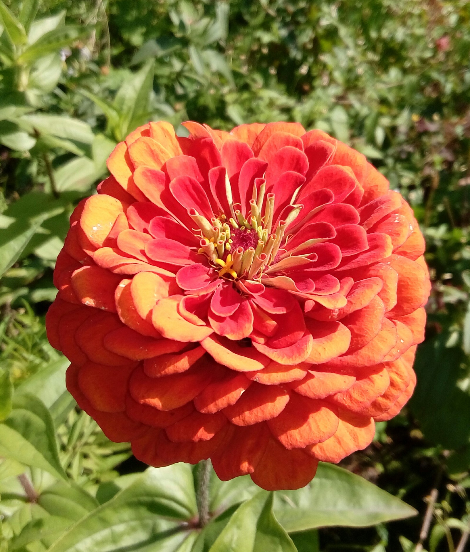 fine day - My, Zinnia, The sun