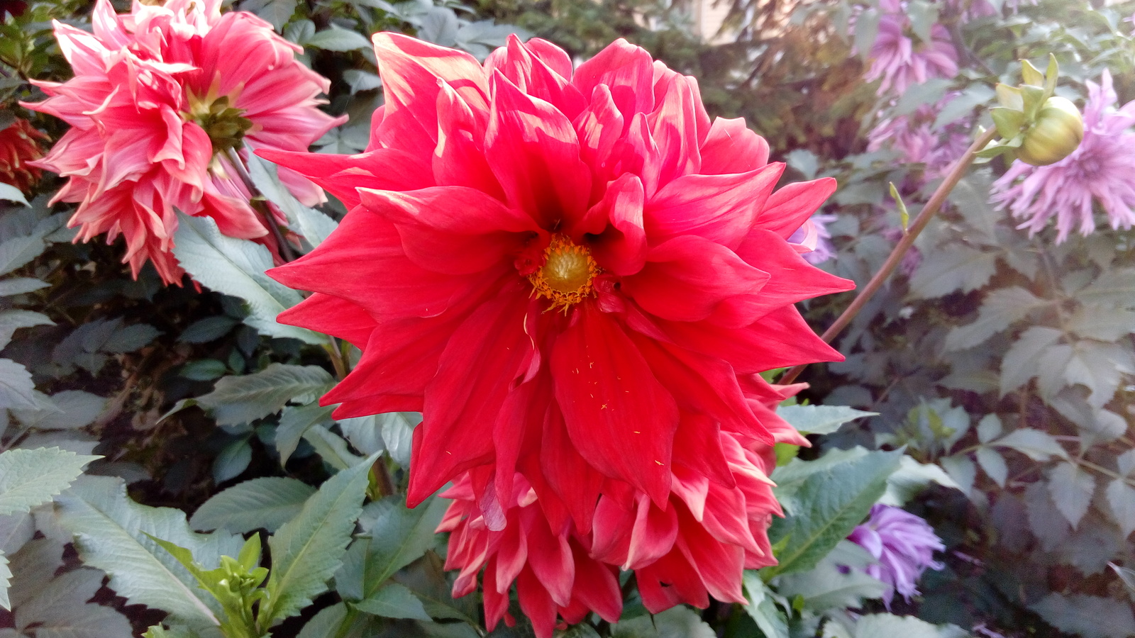 Dahlia time - My, Dahlias, August