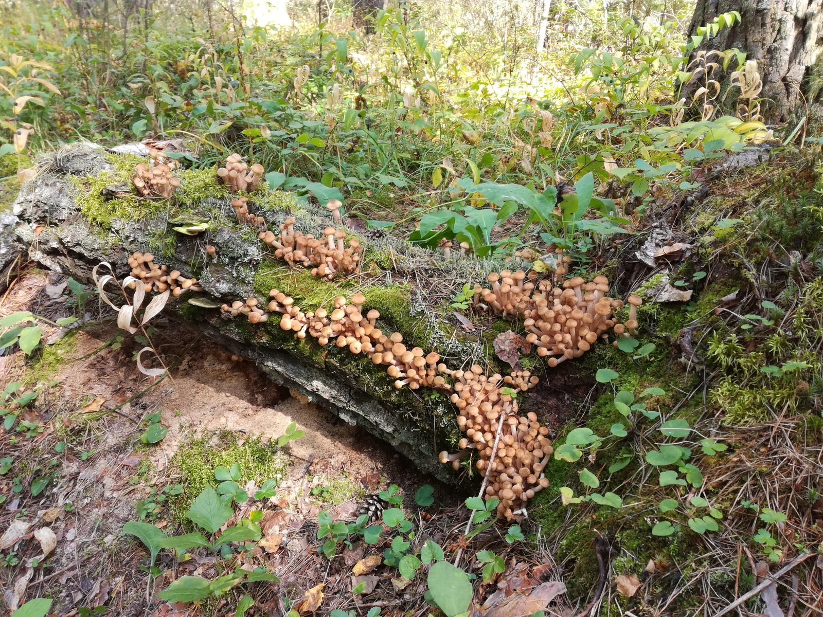 forest wonders - My, Mushrooms, Honey mushrooms, Relaxation, Forest, Longpost