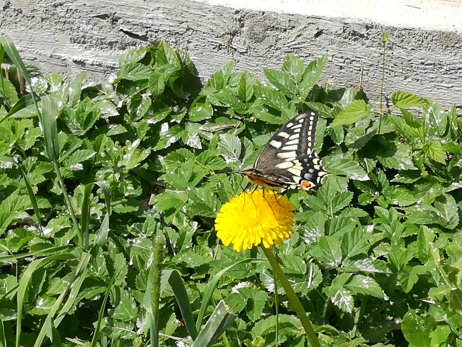 Butterfly hunting or so-so post. - My, Butterfly, The photo, Longpost