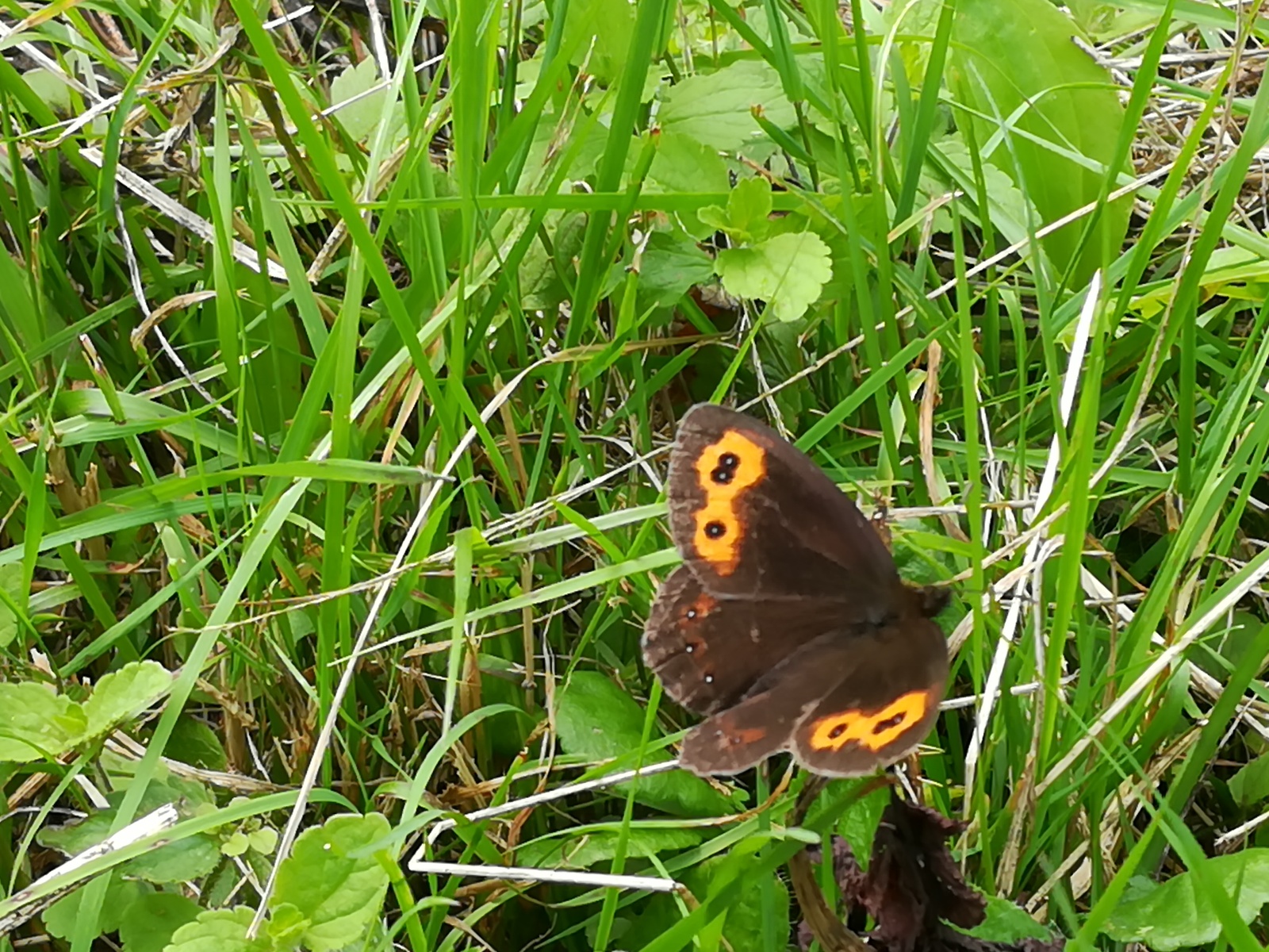 Butterfly hunting or so-so post. - My, Butterfly, The photo, Longpost