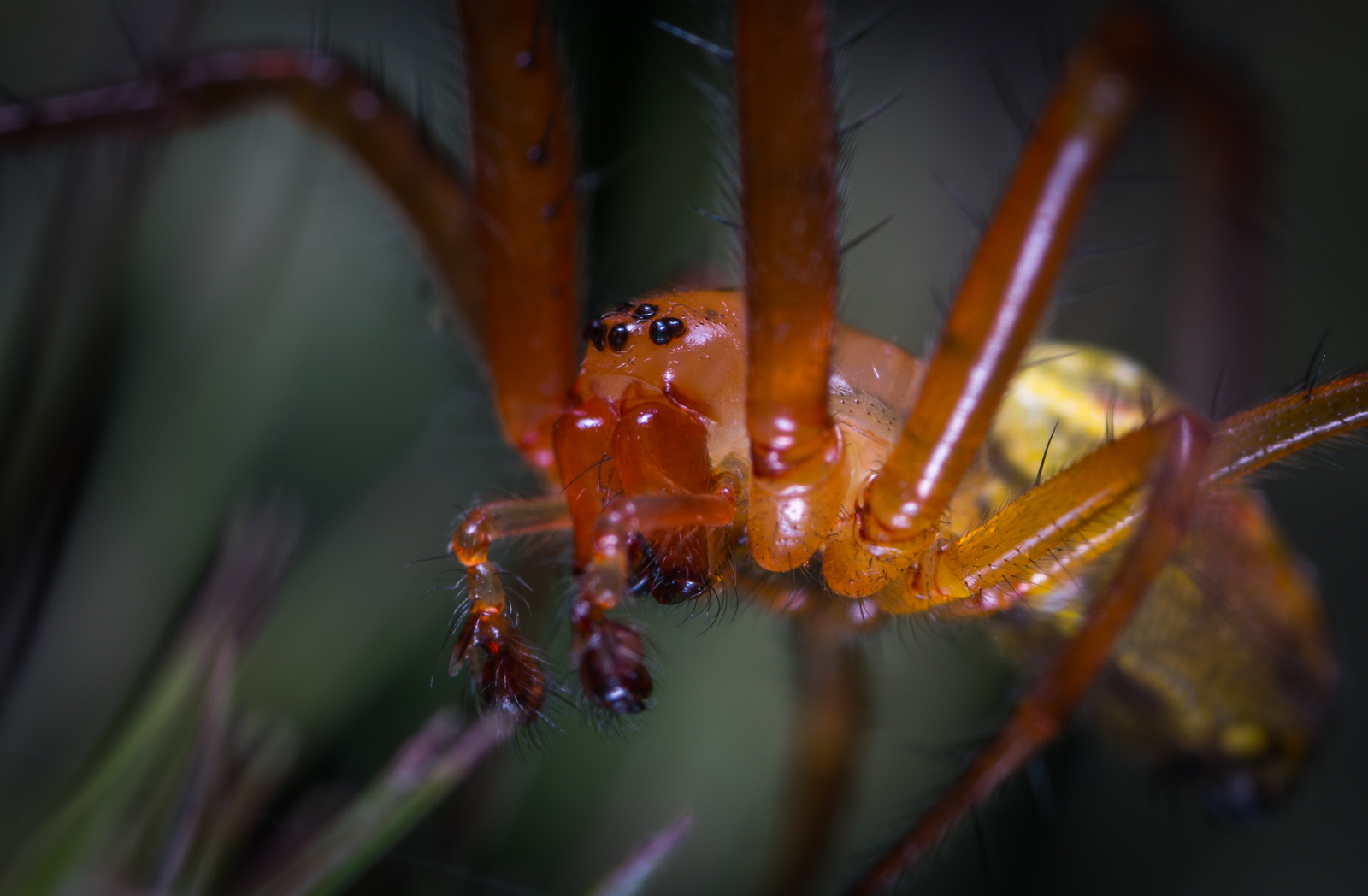 Macro hunting №130 - My, Macrohunt, Insects, Arachnida, Collembols, Caterpillar, Mp-e 65 mm, Longpost, Macro photography