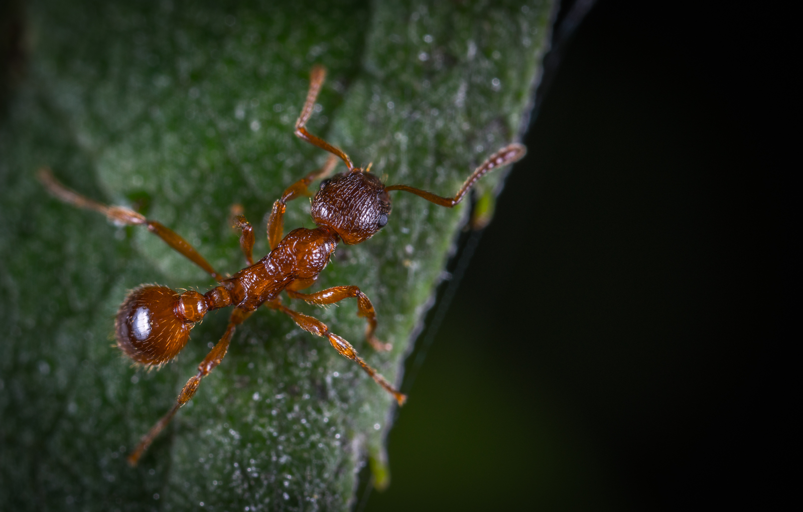 Macro hunting №130 - My, Macrohunt, Insects, Arachnida, Collembols, Caterpillar, Mp-e 65 mm, Longpost, Macro photography