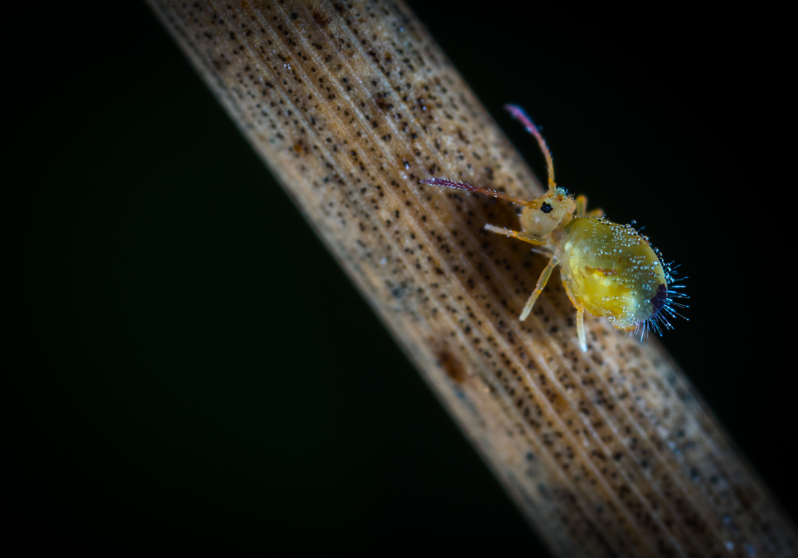 Macro hunting №130 - My, Macrohunt, Insects, Arachnida, Collembols, Caterpillar, Mp-e 65 mm, Longpost, Macro photography