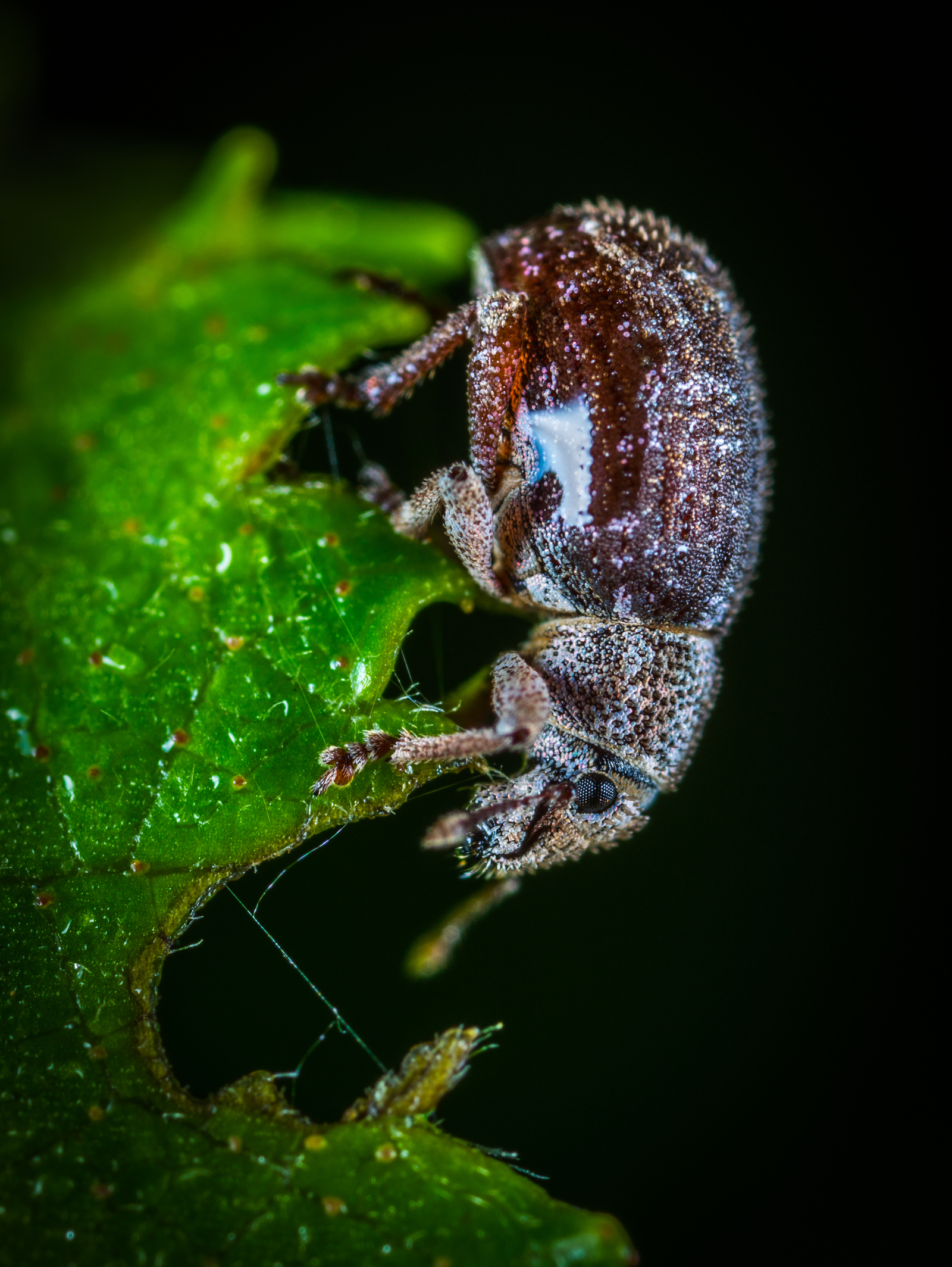 Macro hunting №130 - My, Macrohunt, Insects, Arachnida, Collembols, Caterpillar, Mp-e 65 mm, Longpost, Macro photography