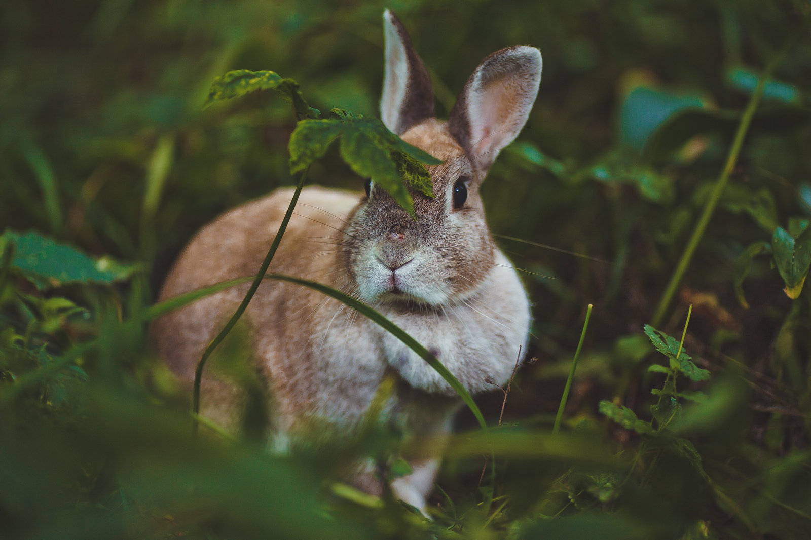 Crawl) - My, The photo, Rabbit, Dacha, Golden hour, Canon, 135