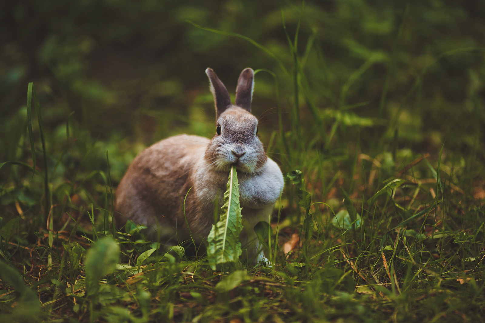 Crawl) - My, The photo, Rabbit, Dacha, Golden hour, Canon, 135