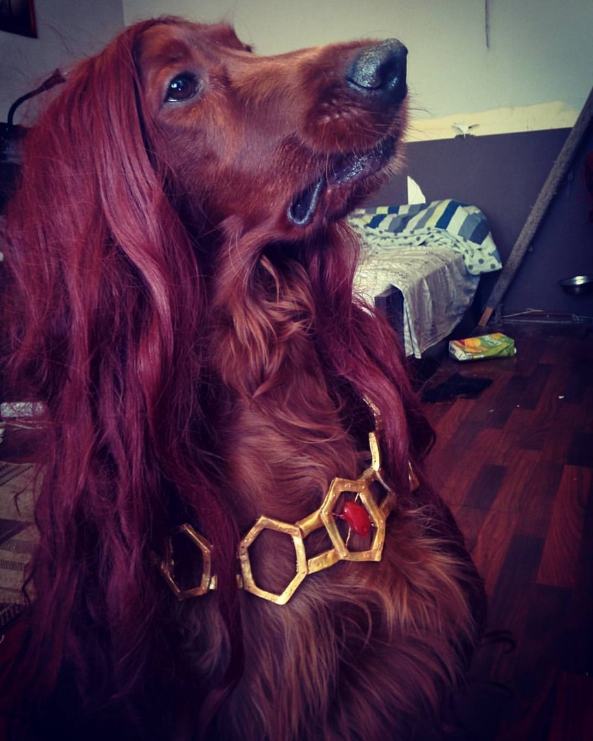 For the night is dark and full of terrors - My, Dog, Shamrock, Irish Setter, Game of Thrones, Cosplay, Melisandre, PLIO