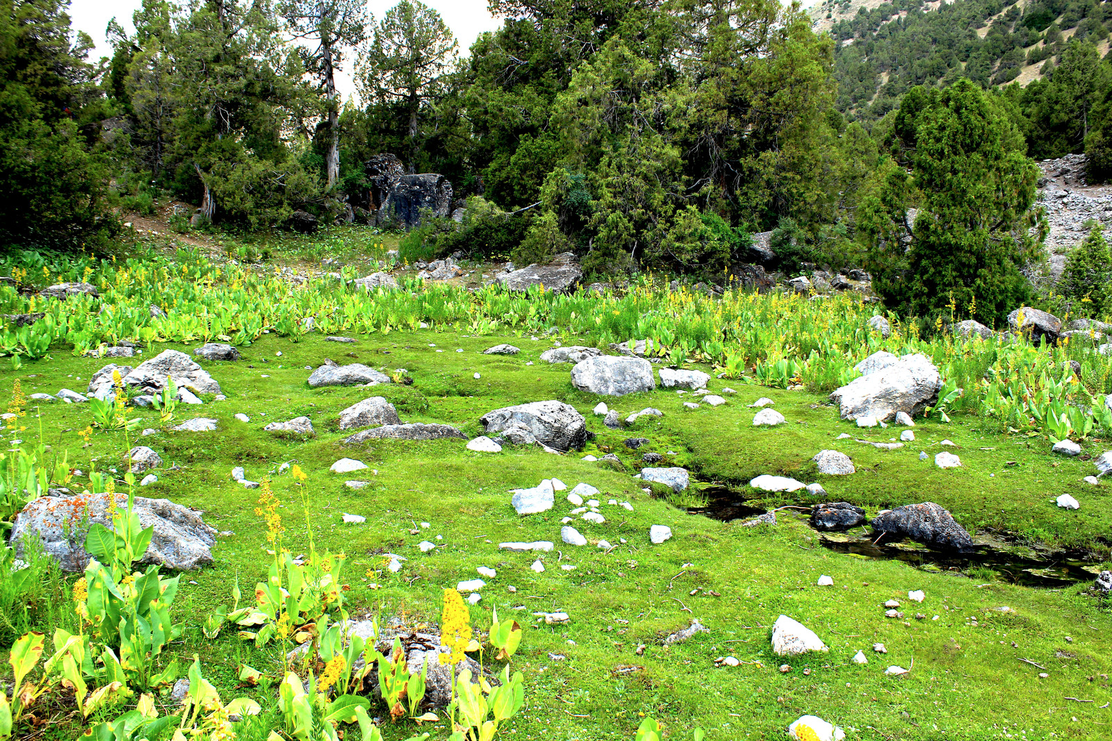 Rock garden created by nature. - My, Natural stones, Grass, Water, Longpost