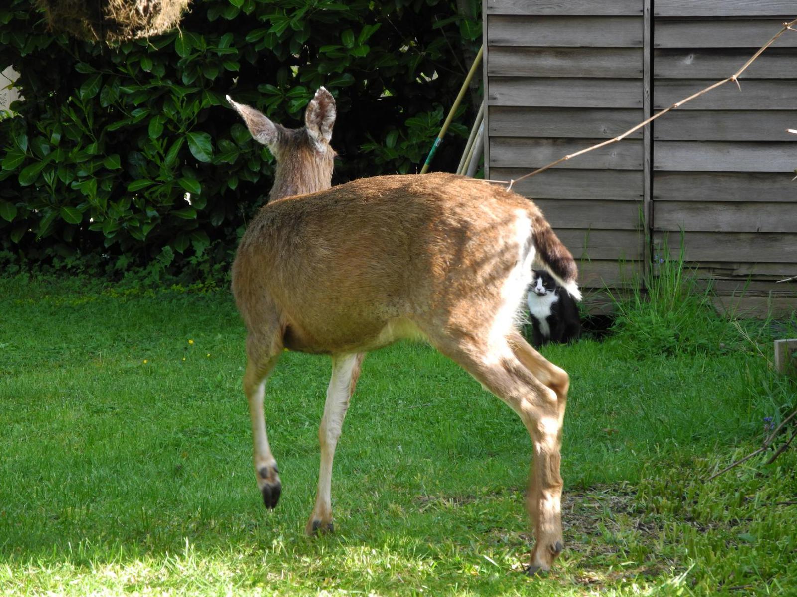 Guests of our garden - My, Garden, Visitors, Deer, cat, Deer