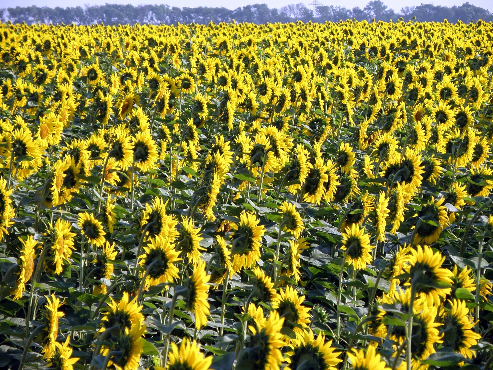 1000 солнц | Пикабу