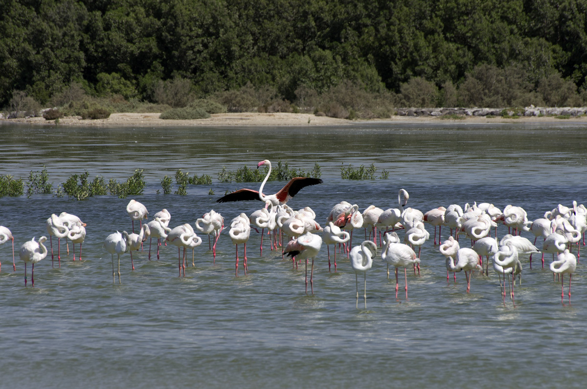 Ras Al Khor Nature Reserve - My, , Reserve, Bird watching, Travels, The photo, Dubai, Pentax, Longpost, Reserves and sanctuaries