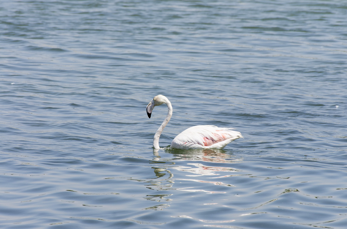 Ras Al Khor Nature Reserve - My, , Reserve, Bird watching, Travels, The photo, Dubai, Pentax, Longpost, Reserves and sanctuaries