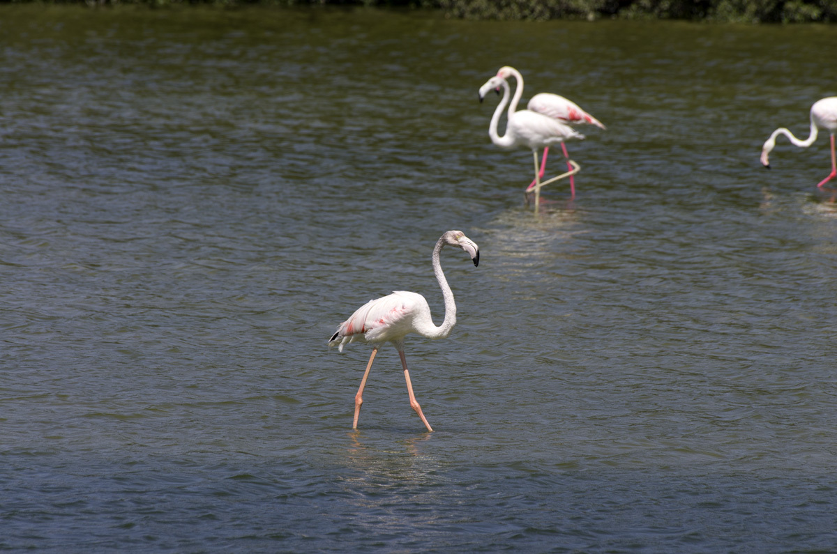 Ras Al Khor Nature Reserve - My, , Reserve, Bird watching, Travels, The photo, Dubai, Pentax, Longpost, Reserves and sanctuaries