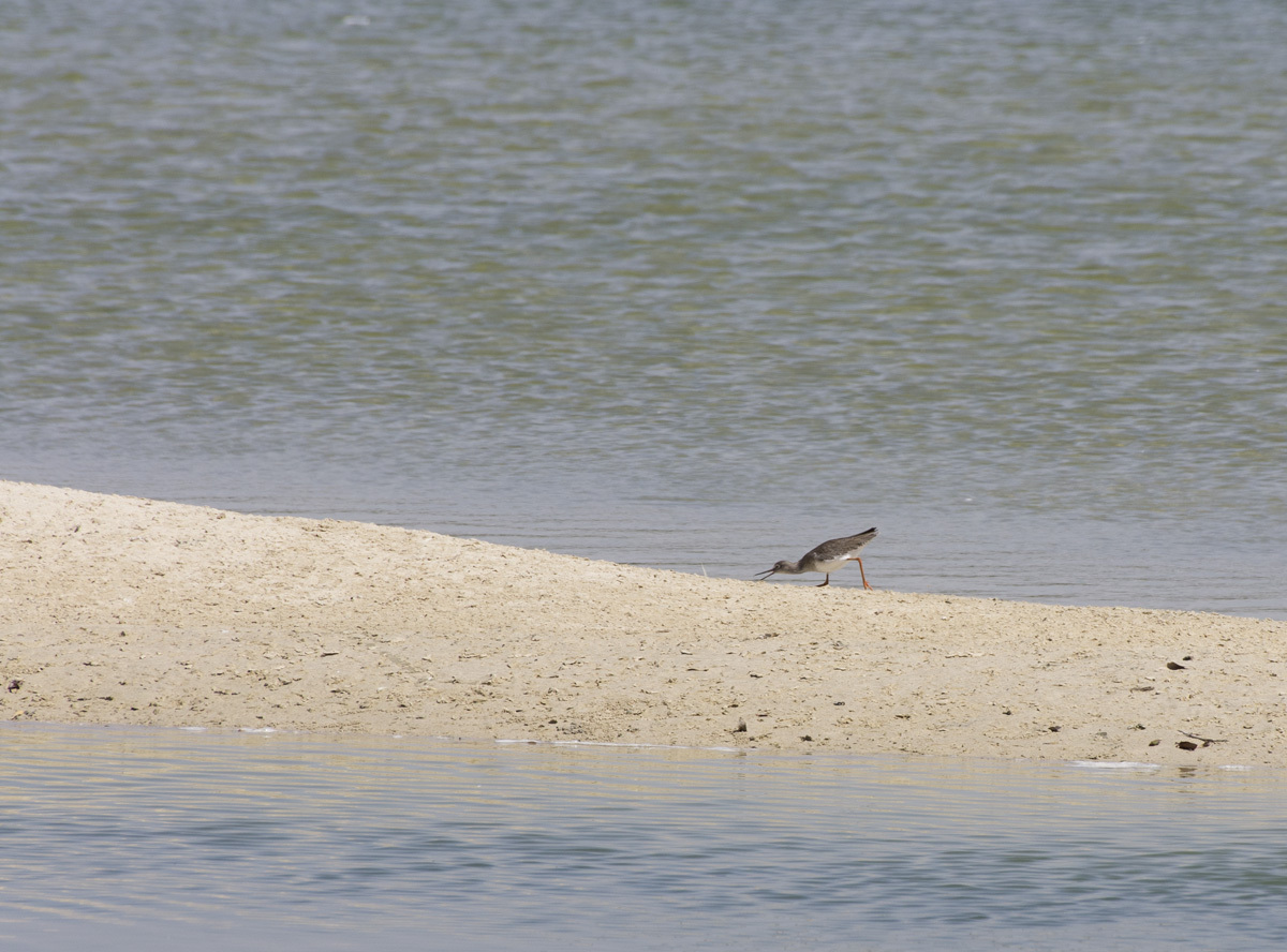 Ras Al Khor Nature Reserve - My, , Reserve, Bird watching, Travels, The photo, Dubai, Pentax, Longpost, Reserves and sanctuaries