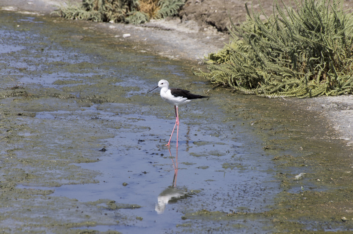 Ras Al Khor Nature Reserve - My, , Reserve, Bird watching, Travels, The photo, Dubai, Pentax, Longpost, Reserves and sanctuaries