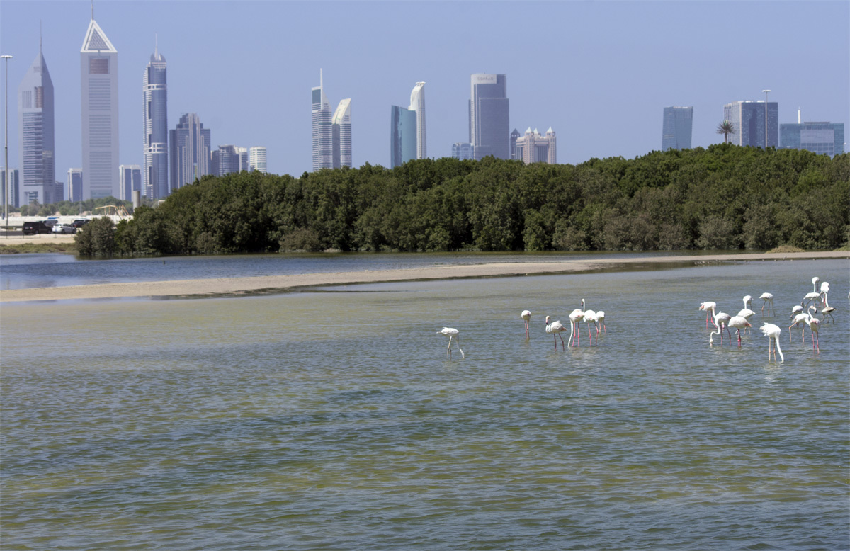 Ras Al Khor Nature Reserve - My, , Reserve, Bird watching, Travels, The photo, Dubai, Pentax, Longpost, Reserves and sanctuaries