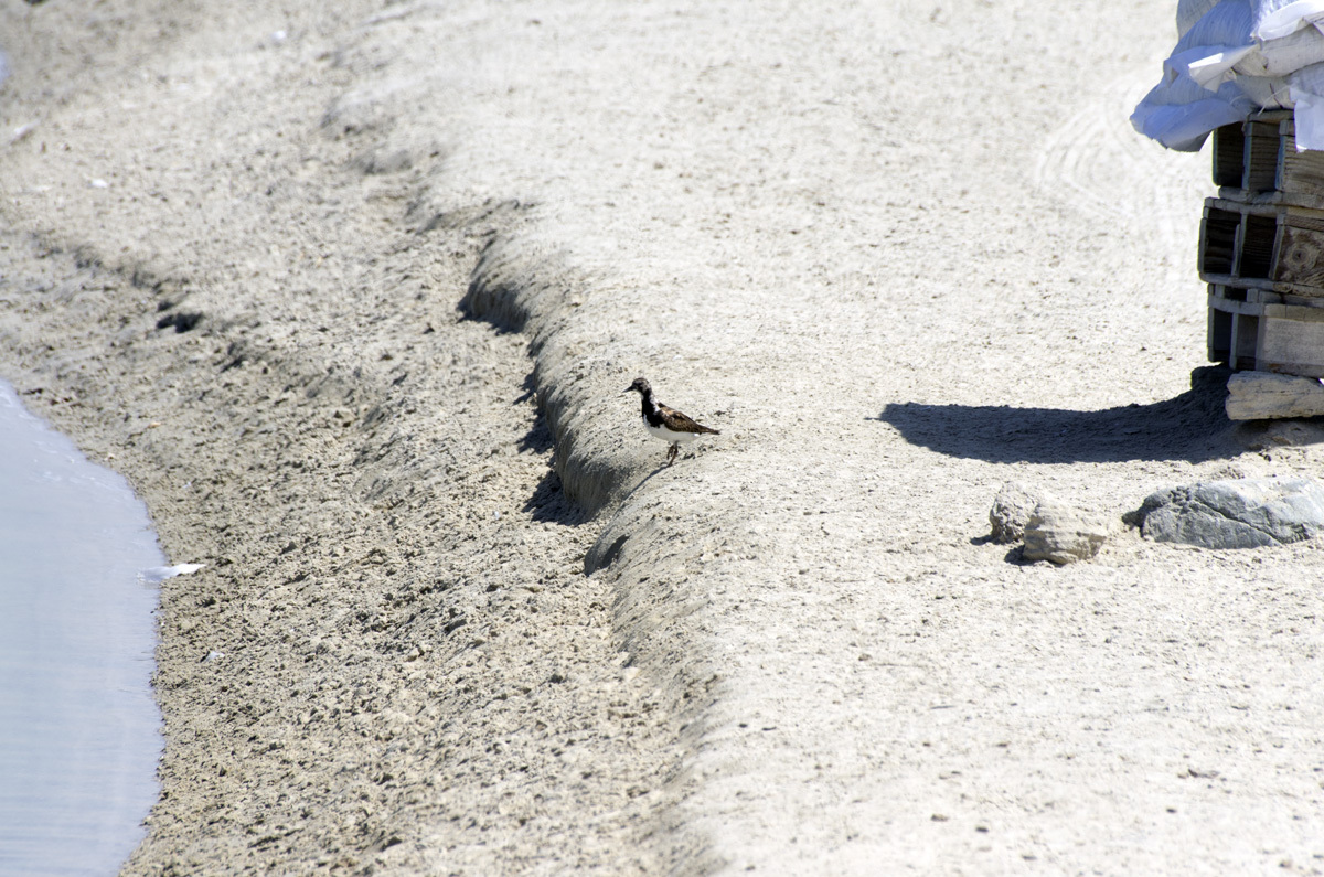 Ras Al Khor Nature Reserve - My, , Reserve, Bird watching, Travels, The photo, Dubai, Pentax, Longpost, Reserves and sanctuaries