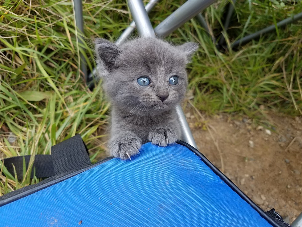 Fishing incident. - cat, Found, Video, Longpost